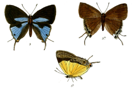 Charana cepheis