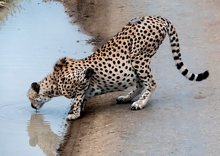 Tập_tin:Cheetah_Needed_a_Drink_After_Breakfast_(48538484581).jpg