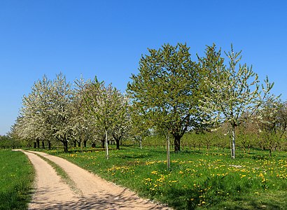 Flowering cherry trees Sasbach