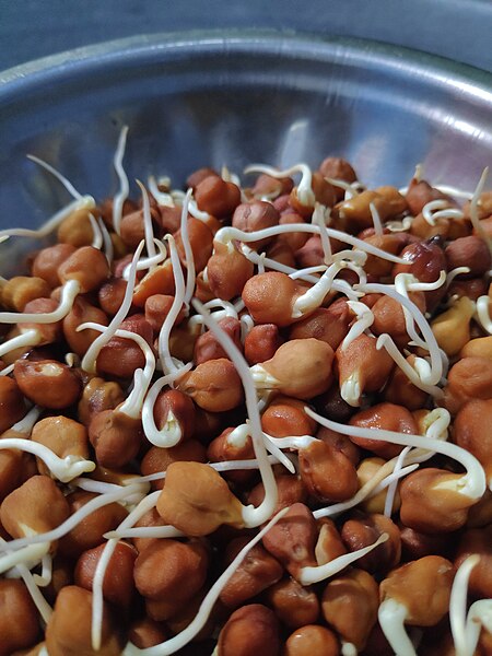 File:Chickpeas Sprout.jpg