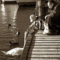 Un enfant nourrissant un cygne