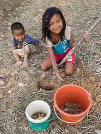 Two children catching crabs and frogs stored in a bucket for cooking