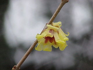 <i>Chimonanthus</i> genus of plants