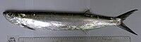 Chirocentrus-dorab JNC3219.JPG