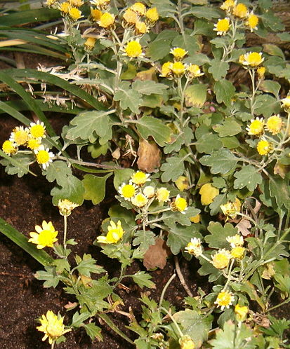 413px-Chrysanthemum_indicum_Dendranthema_indicum_procumbens_BotGardBln271207B.jpg