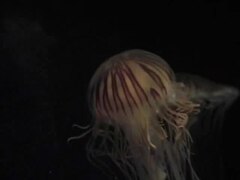 Bestand: Chrysaora hysoscella-Compass jellyfish.ogv