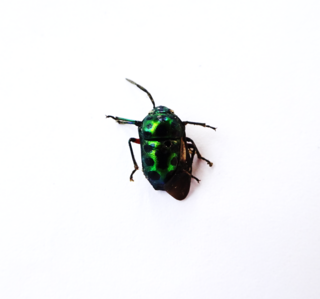 <i>Chrysocoris patricius</i> Species of true bug