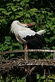 * Nomination White stork (Ciconia ciconia) in Cigoland (Kintzheim, Bas-Rhin, France). --Gzen92 06:38, 11 October 2021 (UTC) * Promotion  Support Good quality. --F. Riedelio 06:36, 14 October 2021 (UTC)