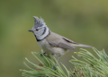 Cincia dal ciuffo (Lophophanes cristatus)