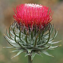 Cirsium occidentale.jpg