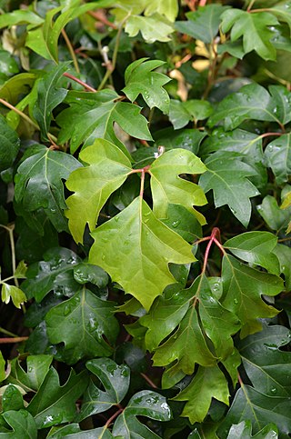 <i>Cissus alata</i> Species of plant