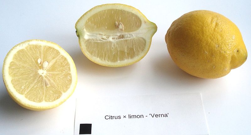 File:Citrus x limon - Verna.jpg