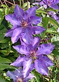 Clematis 'President' fajta