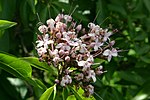 Miniatura para Clerodendrum glabrum