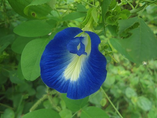 Clitoria and clitoris