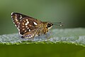 * Nomination Close wing Basking of Thoressa cerata (Hewitson, 1876) - Northern Spotted Ace WLB --Anitava Roy 15:49, 29 October 2023 (UTC) * Promotion  Support Good quality. --Plozessor 16:50, 29 October 2023 (UTC)