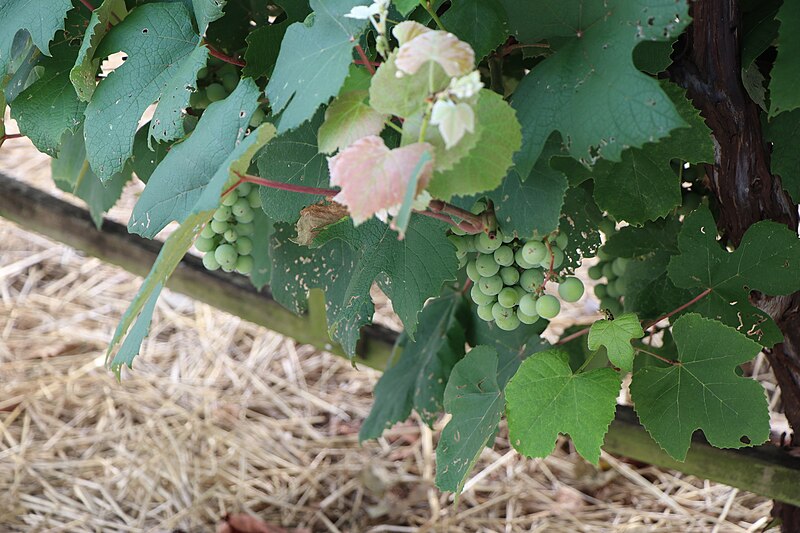 File:Clusters of green Catawba grapes on the vine with green leaves surrounding. (5ea61f67-675d-44c6-a21f-4493a8274912).JPG