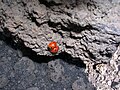Ladybugs near Rifugio Timpa Rossa
