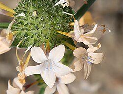 Grand collomia, closeup of flower pair