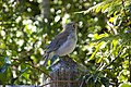 Grey Shrikethrush Dorrigo, NSW/Australia