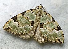 Colostygia pectinataria01.jpg