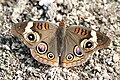 Common Buckeye (Junonia coenia)