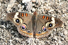 アメリカタテハモドキ Junonia coenia (タテハモドキ族(Junoniini))