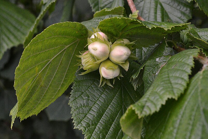 File:Common Hazel (Corylus avellana) - Trondheim, Norway 2022-07-14.jpg