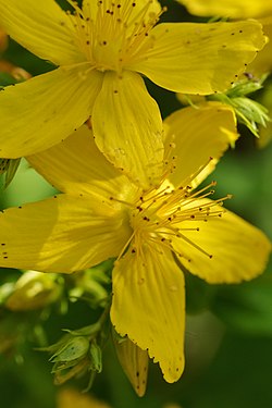 Common St. John's-Wort (Hypericum perforatum)