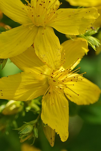 File:Common St. John's-Wort (Hypericum perforatum) - London, Ontario.jpg