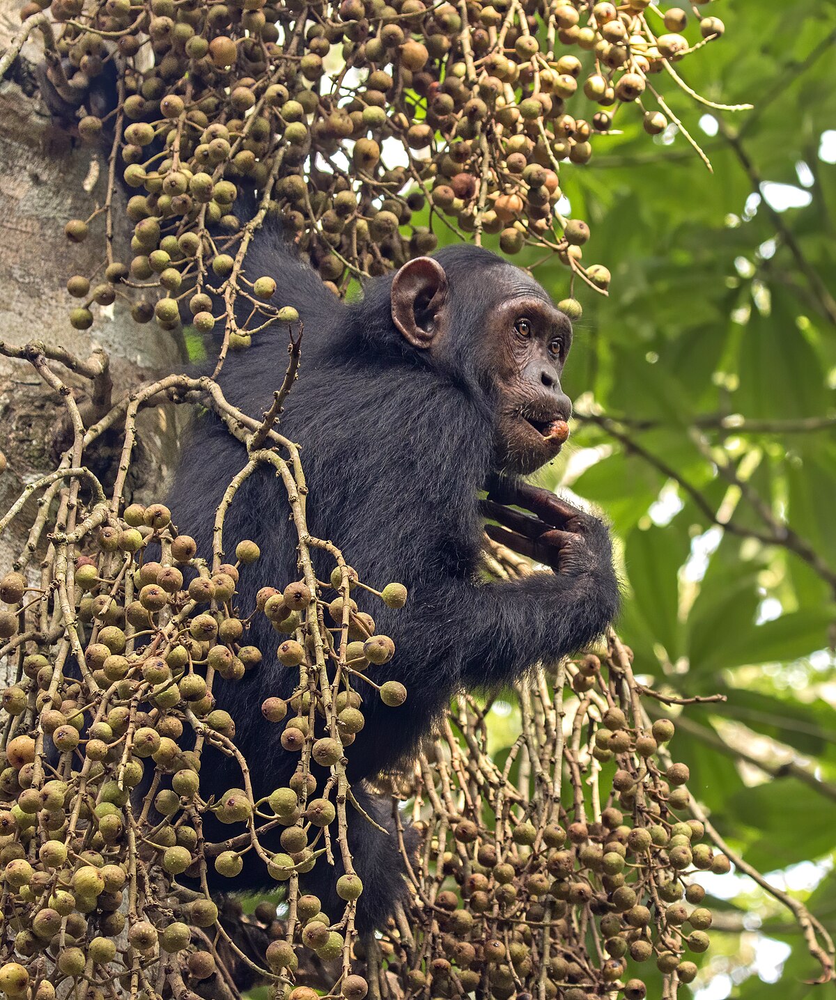 Chimpanzee - Wikipedia