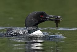 Common loon fish on.jpg