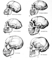 Comparative anatomy of fossil humans.png