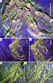 Feet under laser fluorescence, showing scales and foot-pads Confuciusornis feet.PNG