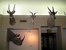 Part of the African animal collection Connecticut Audubon Birdcraft Museum African animal heads.jpg