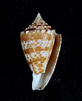 Miniatura para Conus acutangulus