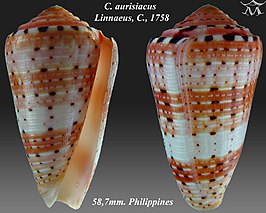 Conus aurisiacus