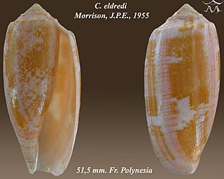 <i>Conus eldredi</i> Species of sea snail
