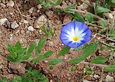   Convolvulus tricolor (Convolvulaceae) Dwarf Morning Glory