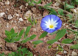 Convolvulus tricolor (Dwarf Convolvulus)