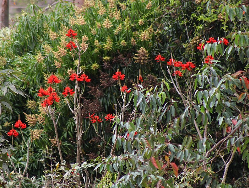 File:Coral Bean (20272343419).jpg