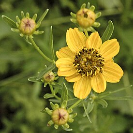 Coreopsis palmata