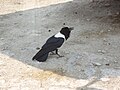 Etosha 5