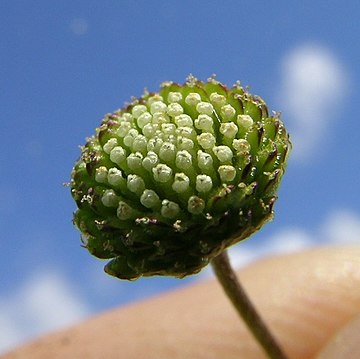 Cotula australis