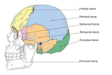 Phenotypic Integration is important for many traits. One specifically is the development of fewer bones in the neurocranium. Cranial bones en.svg