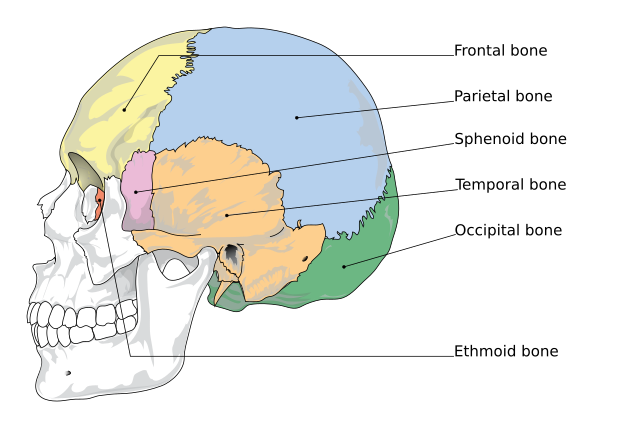 Skull Anatomy - Cranial Bone and Suture Labeled Diagram, Names