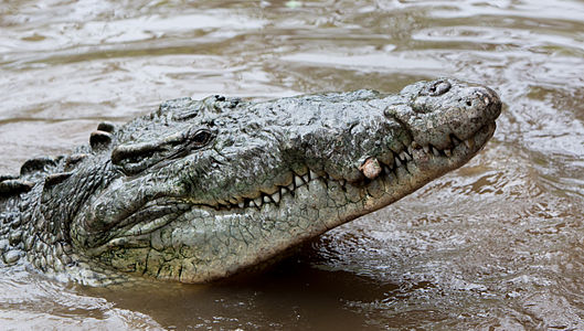 Crocodylus acutus (American Crocodile)