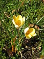 Crocus chrysanthus 'Romance'