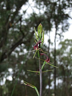 Cryptostylis leptochila BalukWillam100113-0855. jpg