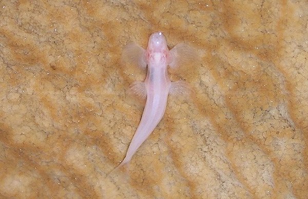 The waterfall climbing cavefish has several adaptions that allow it to climb and "walk" in a tetrapod-like fashion